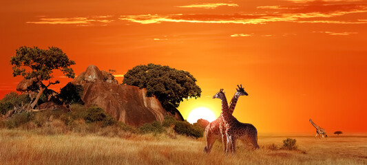 Fototapete - Giraffes in the African savanna at sunset. Serengeti National Park. Tanzania. Africa. Banner format.