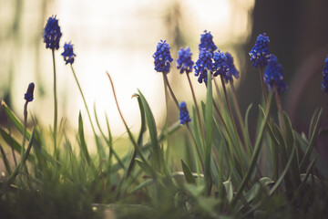 blue flower muscari in spring outdoors