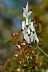 Wall Mural - Ranken-Erdrauch // White ramping fumitory (Fumaria capreolata) - Pinios-Delta, Griechenland