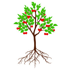 Wall Mural - Tree cherry with fruits and roots on white background.
