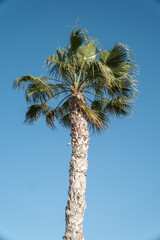 One beautiful palm tree with blue skies in the background