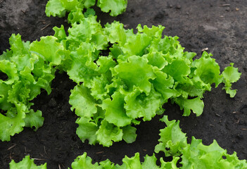 Poster - green lettuce leaves in the garden