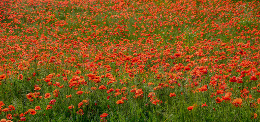 Sticker - Blooming red poppy in a wheat field - Papaver rhoeas .