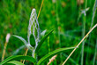 Wolliger Fingerhut, weiß grüne Blüten Knospe 