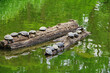 Schildkröten auf einem Baumstamm im See 