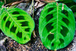 Pfeilwurze, grüne Blätter mit dunkler Musterung 