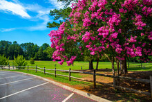 A Gorgeous Summer Landscape In The Park With Pink Trees, And Lush Green Trees, Grass And Plants With A Brown Wooden Fence And Blue Sky With Clouds At Dupree Park In Woodstock Georgia USA