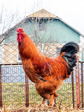 Brown Rooster On The Farm Against The Background Of A Country House