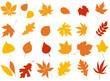 autumn leaves in flat style, set isolated, vector