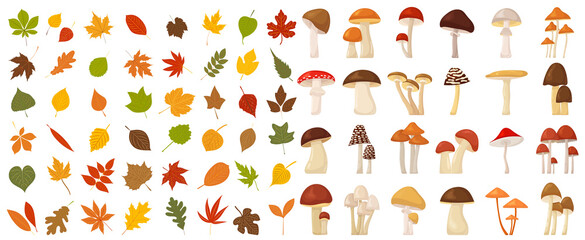 Wall Mural - mushrooms and autumn leaves in flat style, set isolated, vector