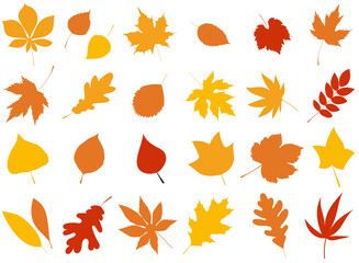 Wall Mural - autumn leaves in flat style, set isolated, vector