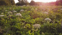 An Abandoned Field Overgrown With Poisonous Hogweed At Sunset Aerial Video. Overall Plan