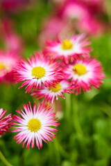 Wall Mural - Pink chamomile flower in the green grass