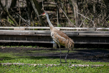 Wall Mural - The sandhill crane(Antigone canadensis) . Native American bird a species of large crane of North America 