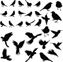 Different Types Of Birds Silhouette Collection