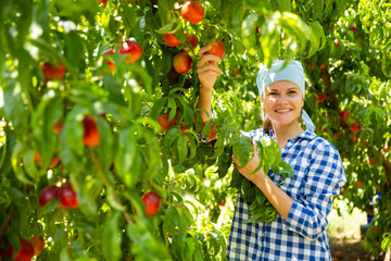 Wall Mural - Young female horticulturist in kerchief during harvesting of nectarines in garden