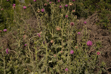 Botany. View Of Tall Thistles, Cirsium Vulgare Purple Flowers And Green Leaves Foliage, Blooming In The Field.