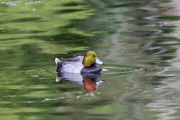 Canvas Print - Male redhead (Aythya americana), north American Waterfowl. Americam migration bird.