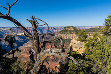Windblown Pinyon Pine Tree On Bright Angel Point, Grand Canyon National Park, Arizona, USA