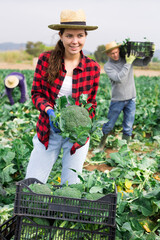 Wall Mural - Woman engaged in farming cutting broccoli on sustainable vegetable farm