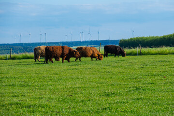 Wall Mural - Scottish cows in the pasture.Scottish Highland cows in the sunshine at sunset.Furry highland cows graze on the green meadow.