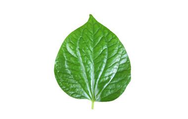 Wall Mural - Isolated fresh and green betel leaf with clipping paths.