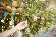 © Jade Maas/peopleimages.com - Hand of a farmer picking organic apples on a sustainable farm. Harvesting juicy, nutritious and organic fruit in season. Closeup of a woman grabbing fresh produce from an agricultural orchard tree