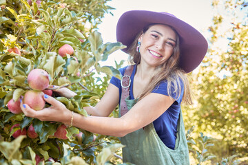 Wall Mural - Happy farmer picking apples from a tree during harvest season in an orchard. Portrait of one cheerful caucasian woman smiling while gathering fresh fruit growing in a plantation a sunny day outdoors