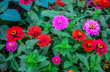 Canvas Print - Flowers zinnia elegans. Color nature background.