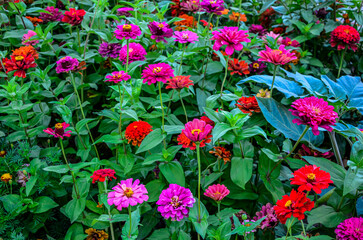 Canvas Print - Flowers zinnia elegans. Color nature background.