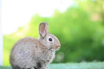 Cute little rabbit on green grass with natural bokeh as background during spring. Young adorable bunny playing in garden. Lovrely pet at park