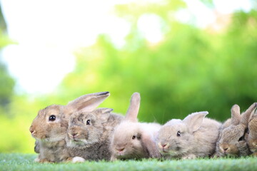 Cute little rabbit on green grass with natural bokeh as background during spring. Young adorable bunny playing in garden. Lovrely pet at park