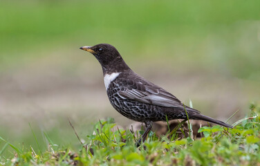 Passage migrant bird adult Ring Ouzel