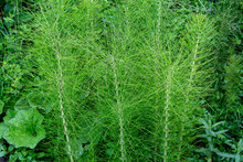 Equisetum Palustre. Swamp Horsetail Plants, In Wetland.