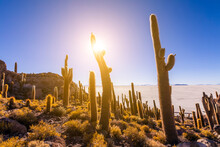 Big Cactus On Incahuasi Island, Salt Flat Salar De Uyuni, Altiplano, Bolivia