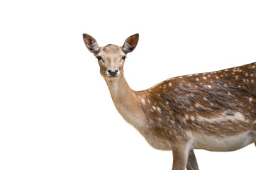 Poster - european fallow deer (dama dama) female isolated on white