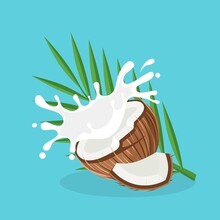 Vector Illustration, Coconut And Leaves With Milk Splash, As A Banner, Poster Or Template, World Coconut Day.