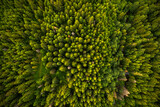 Fototapeta Na ścianę - Trees pattern in forest, top down drone view