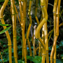 Close-up View Of A Curved Bamboo Phyllostachys Aureocaulis. In Slightly Blurred Background, Other Straight Bamboos, For Background, Wallpaper, Texture.