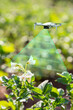 smart farm, small quadcopter drone flies over the field with plants, scans them, looks for pests. Technology for agriculture concept