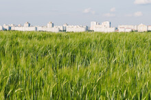 A Field Of Green Grain On The Background Of A Megalopolis. The Great Food Crisis