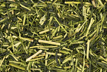 Japanese Green Twig Tea Herbs Called 'Kukicha' Made Out Of Camellia Plant