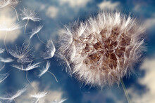 Dandelion Flying Seeds In The Air In The Wind