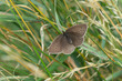 ringlet butterfly on green grass