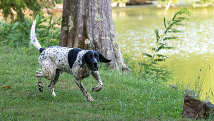 Wall Mural - Portrait of a curious black and white hunting dog walking in a green park