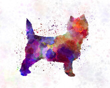 Cairn Terrier In Watercolor
