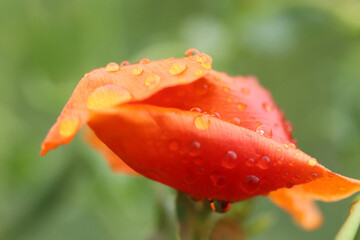 Wall Mural - Macro Perennial Oriental Poppy Flower with Water Drops