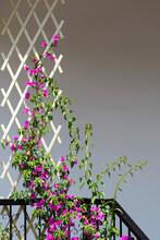 Pink Purple Bougainvillea Flower On White Decoration Fence Background