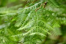 Taxodium Distichum (bald Or Swamp Cypress, Cipre In Louisiana, White, Tidewater Red, Gulf And Red Cypress) Is Deciduous Conifer In Family Cupressaceae.