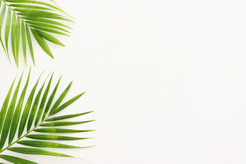 Wall Mural - Image of tropical green palm over white wooden background